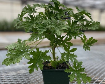 Citronella Scented Geranium