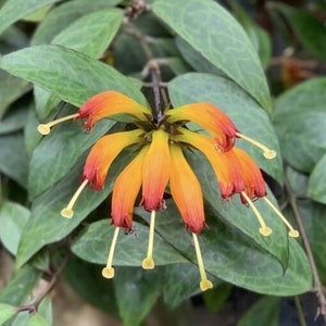 Lipstick Plant Black Pagoda - Rare