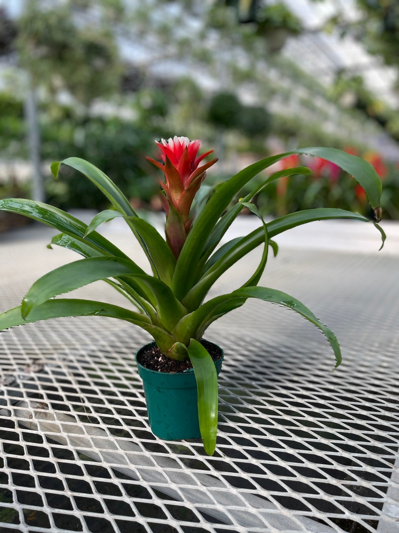 Tufted Air Plant Guzmania monostachia Durahop in full bloom 2/20/2024 image 7