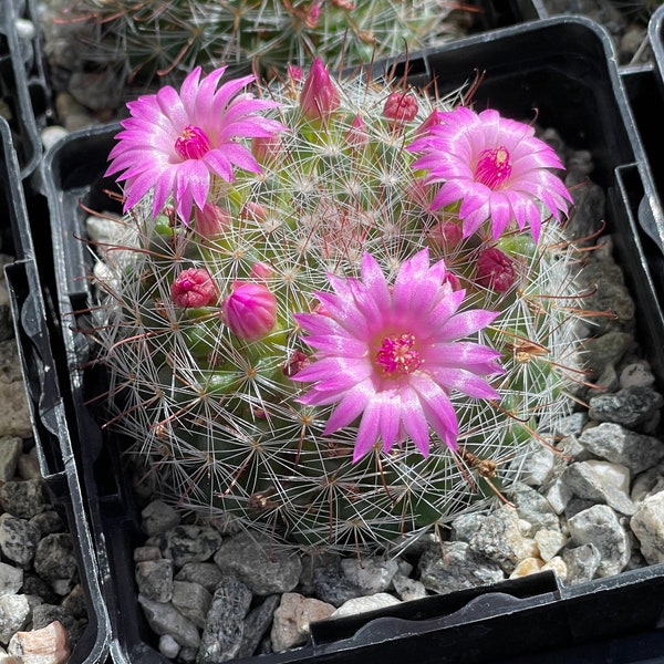 Rose Pincushion Etsy