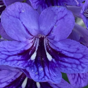 Streptocarpus ‘Blueberry’ (also called Cape Prirmrose)