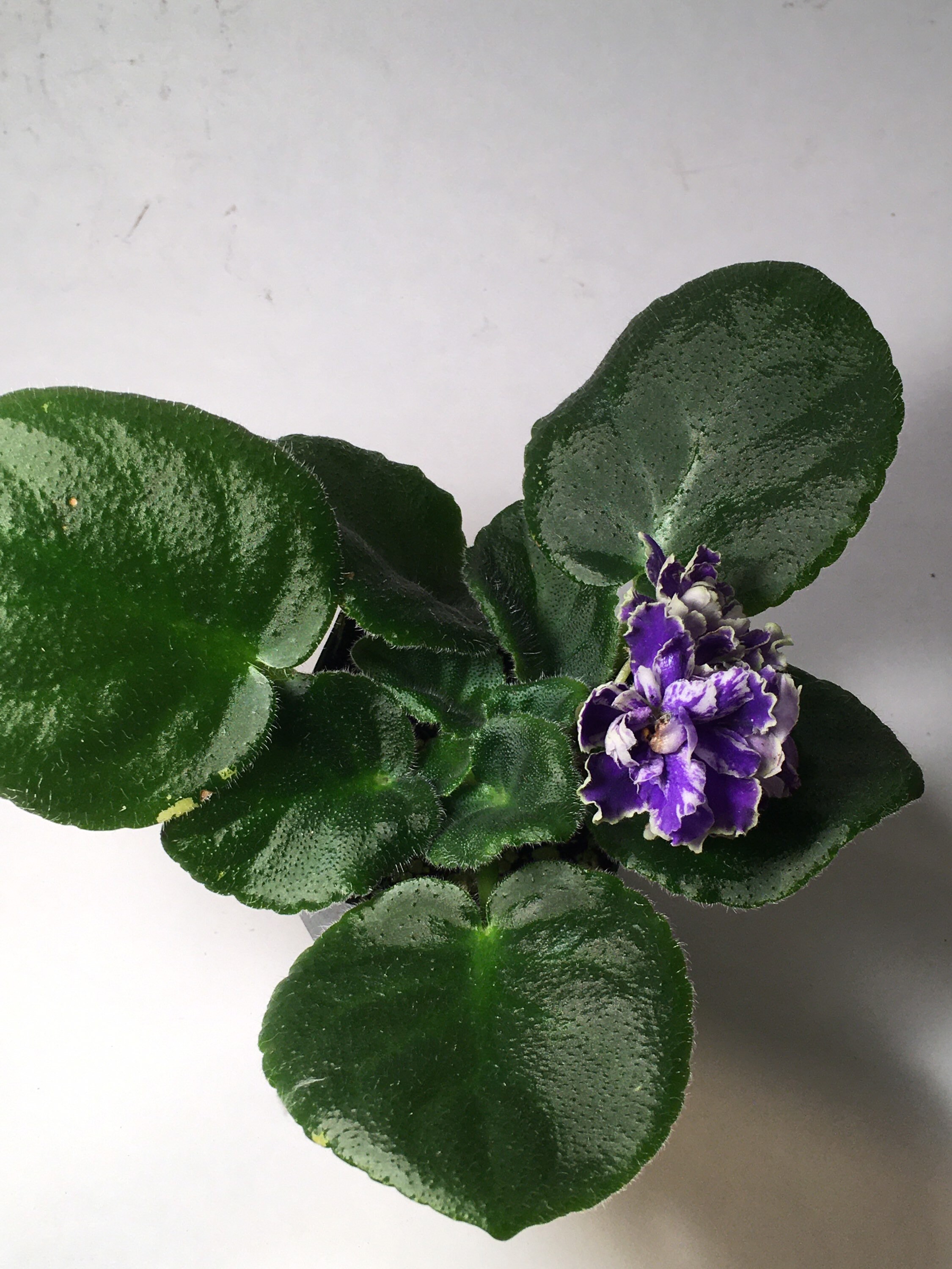 African Violet Lies and Alibis - Etsy Finland