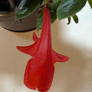 May include: Close-up of a vibrant red flower with a unique shape, resembling a trumpet or a small bird in flight. The flower is attached to a plant with dark green leaves. The image is well-lit, highlighting the flower's texture and color.