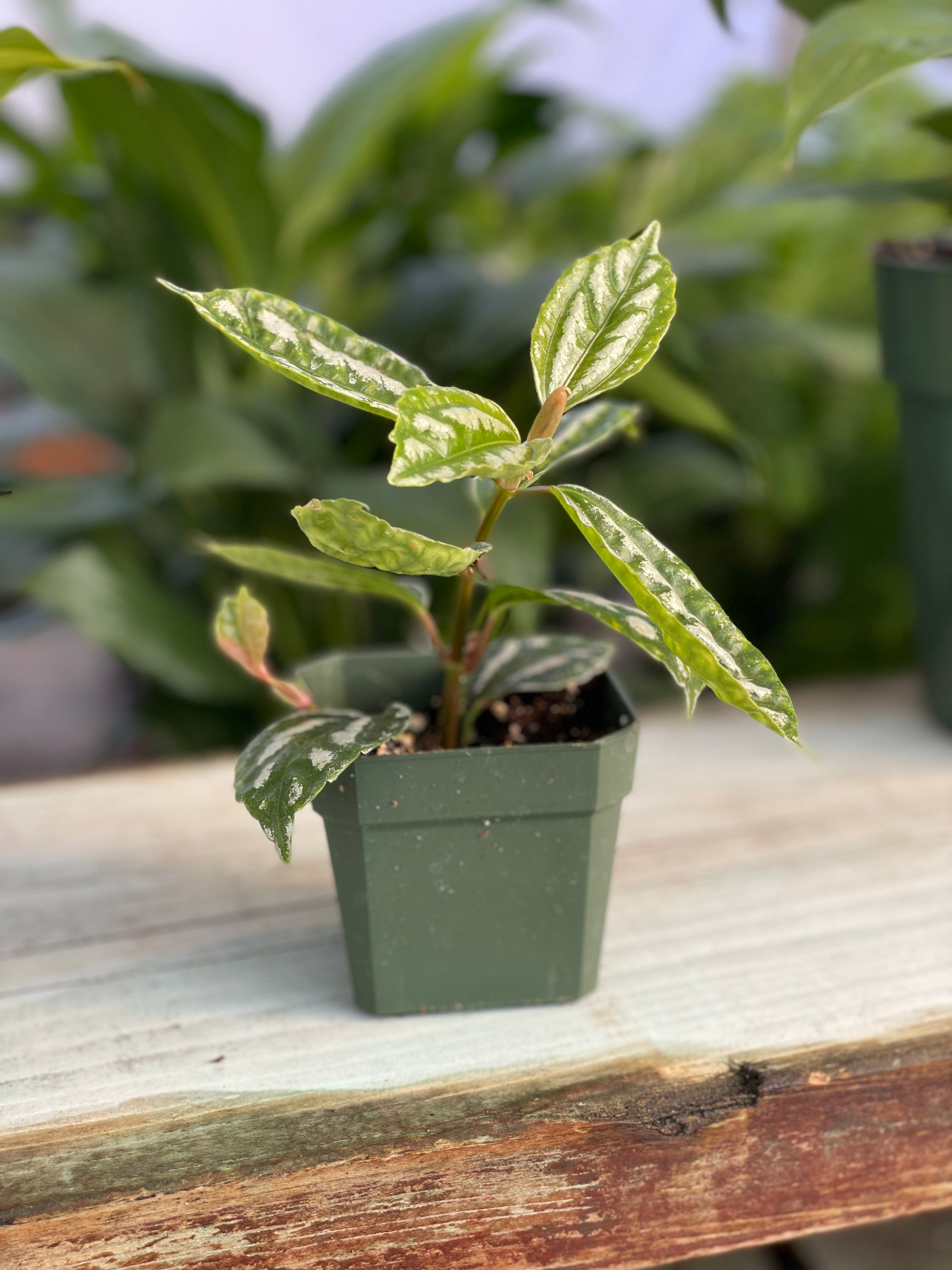 buy cherry blossom plant Ornamental Cherry Tree 'Yoshino Cherry Tree'