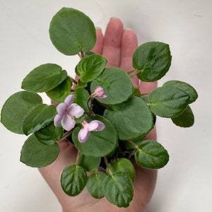 May include: A small potted African violet plant with light purple flowers and green leaves.