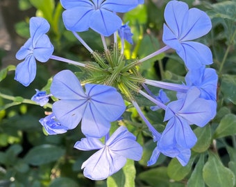 Plumbago auriculata, commonly called Cape Leadwort (in bud and bloom 12/24/2023)