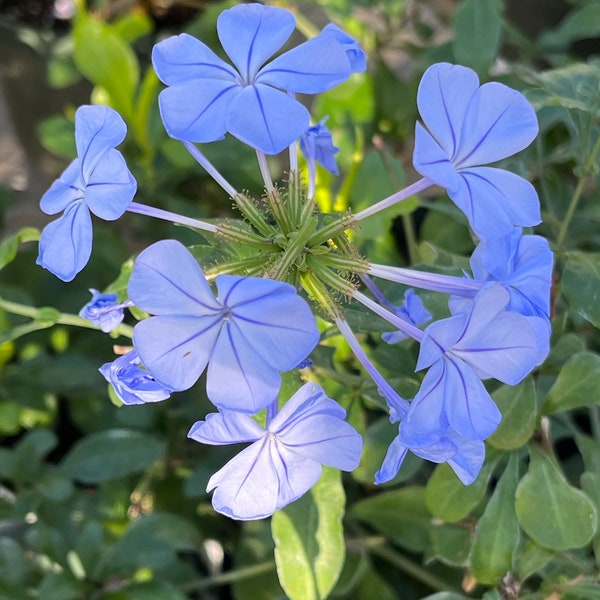 Plumbago auriculata, commonly called Cape Leadwort (in bloom 04/22/2024)