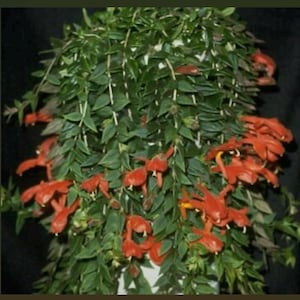 May include: A hanging plant with vibrant green leaves and clusters of bright orange-red flowers. The plant cascades downwards, creating a lush, full appearance. The flowers have a unique, tubular shape, adding visual interest to the plant's overall design.