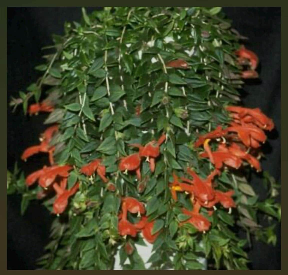 coral vine plant Flower main image 0