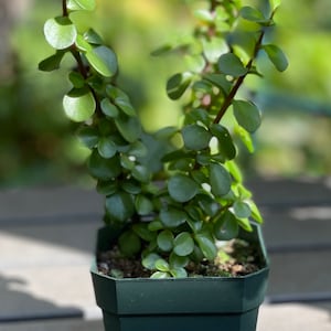 Miniature Jade Plant (Portulacaria afra)