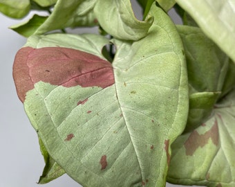 Arrowhead Vine Milk Confetti (Syngonium Milk Confetti)