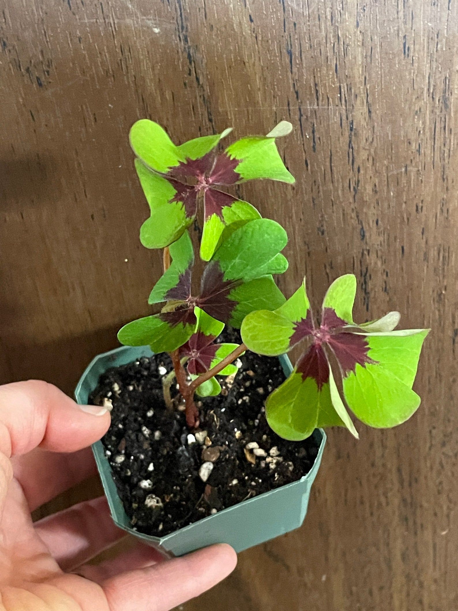 Lucky Shamrock Also Known as Iron Cross Shamrock Etsy