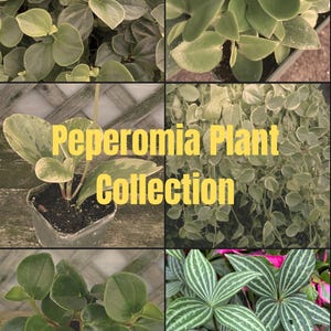 May include: A collage of various Peperomia plants, showcasing diverse leaf shapes and textures. The image features plants with round, heart-shaped, and striped leaves in shades of green. The text "Peperomia Plant Collection" is overlaid in yellow.