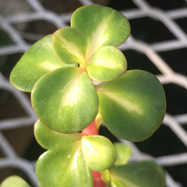 Mid-stripe Rainbow Bush (Portulacaria medio-picta)
