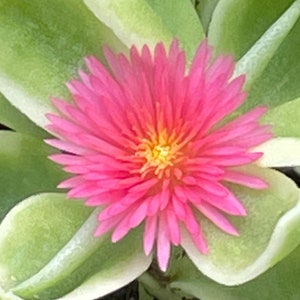 Variegated Baby Sun Rose, also called Variegated Red Apple, Mezoo Plant, and Livingstone Daisy (Aptenia cordifolia‘Variegata’)