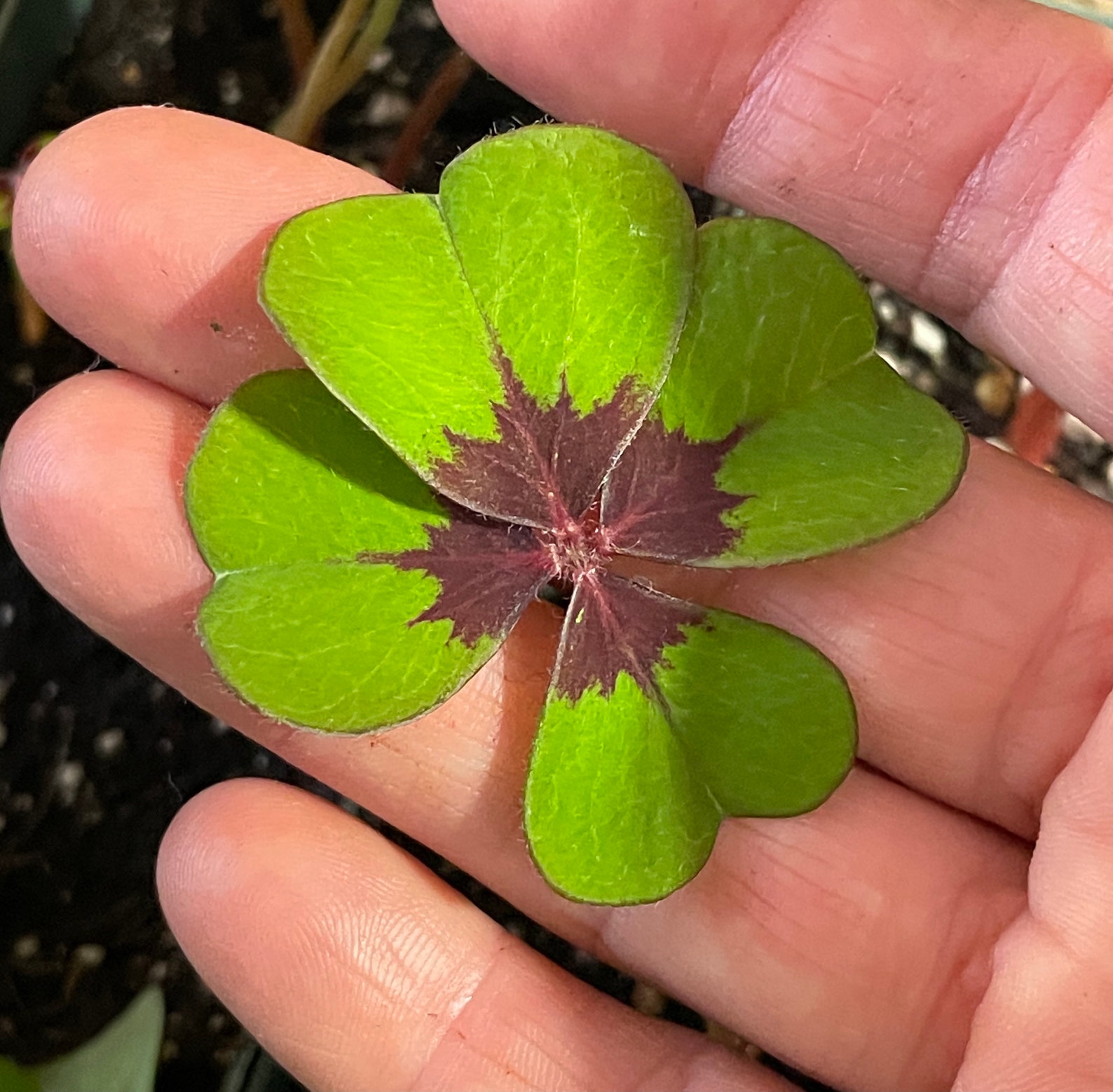Lucky Shamrock Also Known as Iron Cross Shamrock Etsy