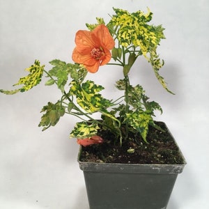 Spotted Flowering Maple, also called Painted Abutilon and Parlor Maple