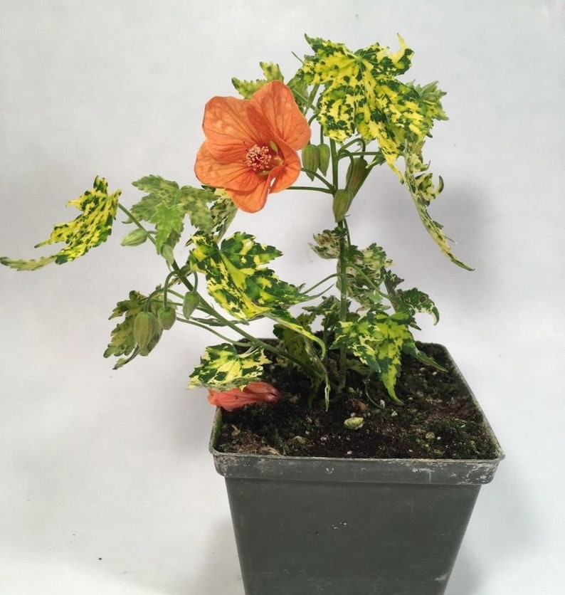 Spotted Flowering Maple, also called Painted Abutilon image 1