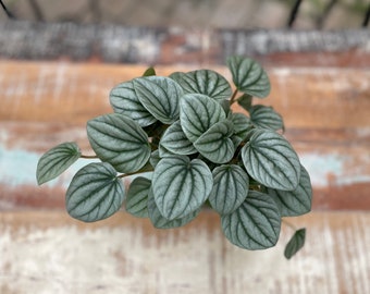 Peperomia Frost (4” pot, ships potted)