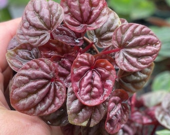 Peperomia ‘Raspberry Ripple’ 2.5” pot perfect for a terrarium