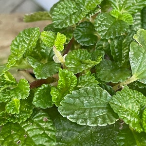 Creeping Charlie (Pilea nummulariifolia, potted plant, ships potted, available in two sizes) Bild 2