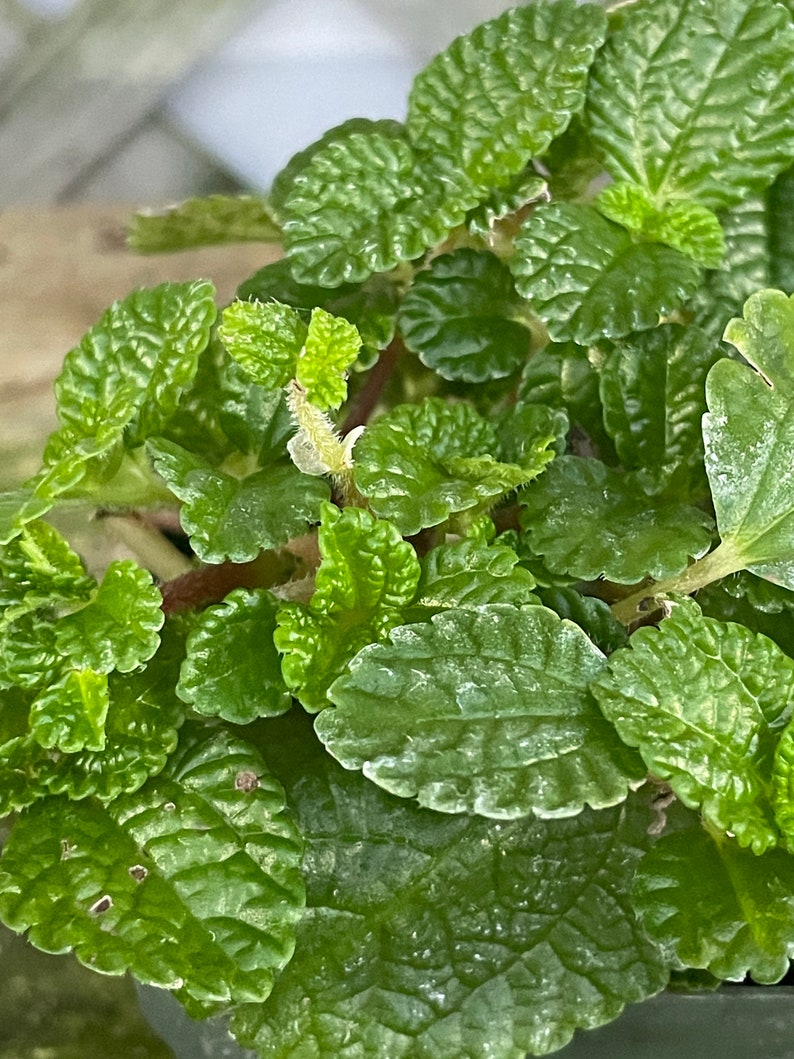 Creeping Charlie (Pilea nummulariifolia, potted plant, ships potted, available in two sizes) Bild 2