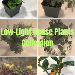 May include: A collection of low-light house plants in small black pots. The plants vary in leaf shape and color, with some featuring green, red, and yellow hues. The image includes text that reads "Low-Light House Plants Collection."