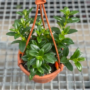 May include: A green leafy plant with dark green leaves growing in a terracotta pot. The plant is hanging from a brown metal frame.