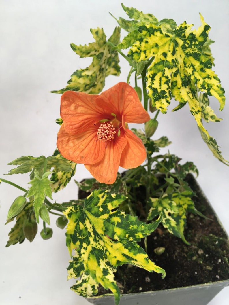 Spotted Flowering Maple, also called Painted Abutilon image 3