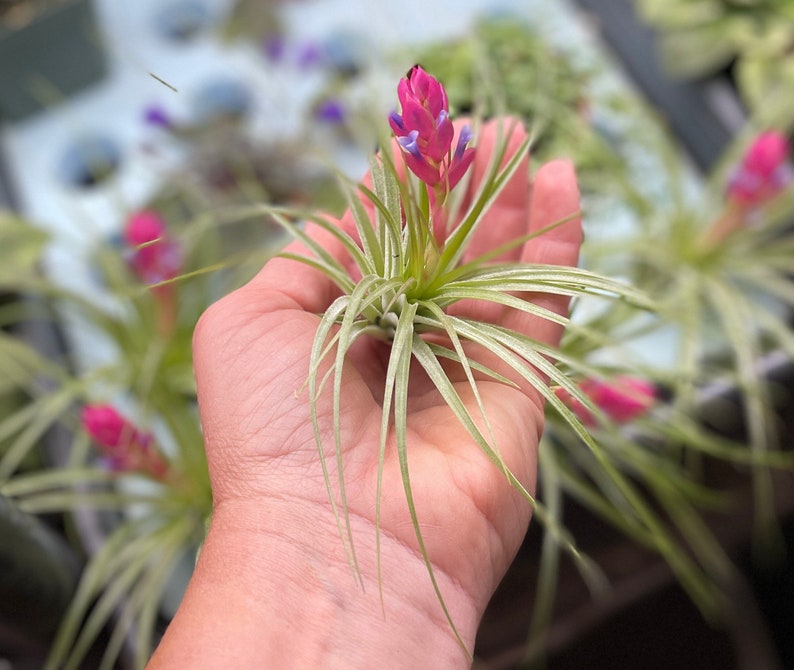 Tillandsia stricta soft leaf air plant in bud 2/11 afbeelding 7