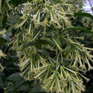 Night-Blooming Jasmine (Cestrum nocturnum) also known as Raat Ki Rani