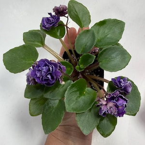 May include: A potted African violet plant featuring clusters of ruffled, deep purple flowers with thin white edges. The plant has numerous rounded, dark green, fuzzy leaves arranged in a rosette pattern, growing from a small black plastic pot.