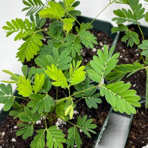 Sensitive Plant live potted plant