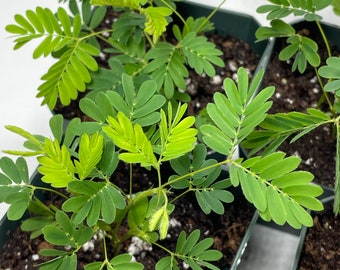 Sensitive Plant live potted plant