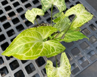 Arrowhead Vine Batik (Syngonium ‘Batik’)