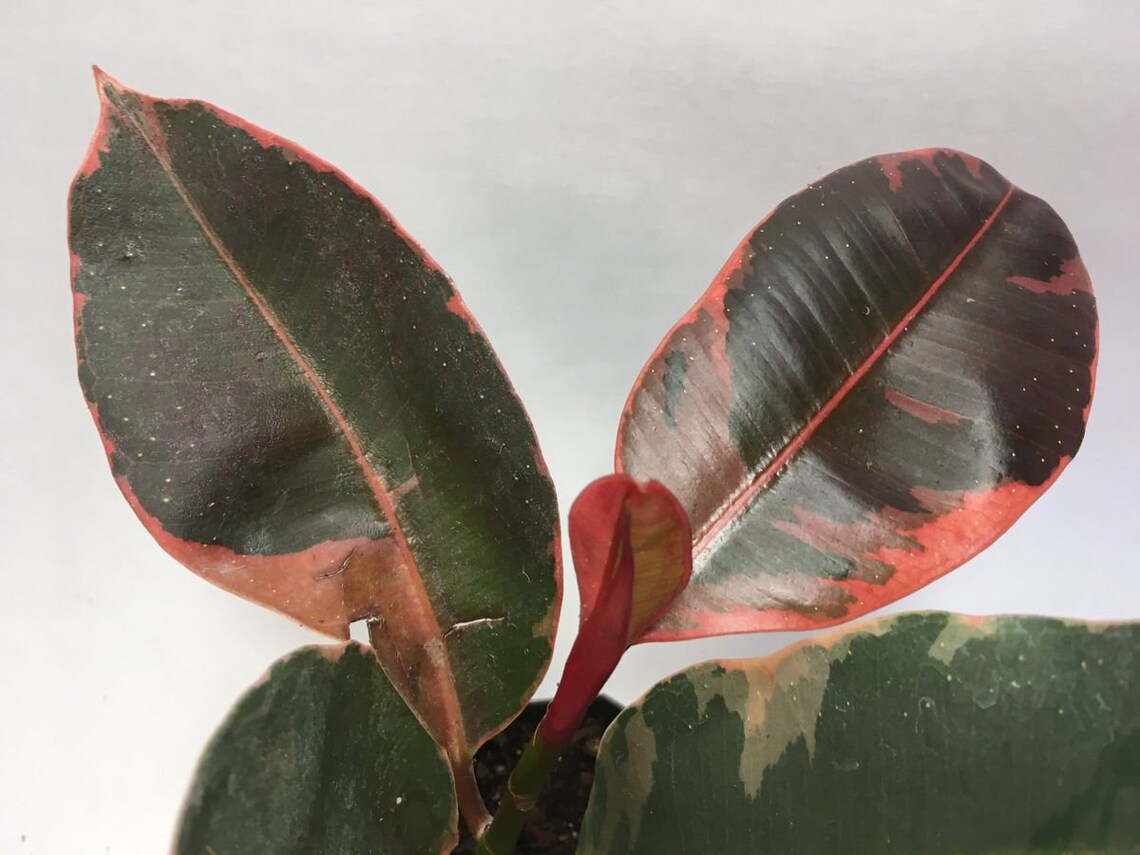 Rubber Tree Ruby - Etsy