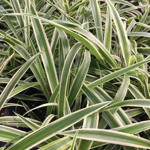 May include: A close-up of a group of green and white striped plants. The plants have long, narrow leaves that are arranged in a dense cluster.