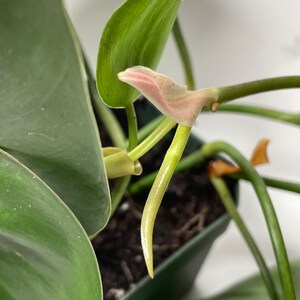 Heartleaf Philodendron Philodendron scandens image 7