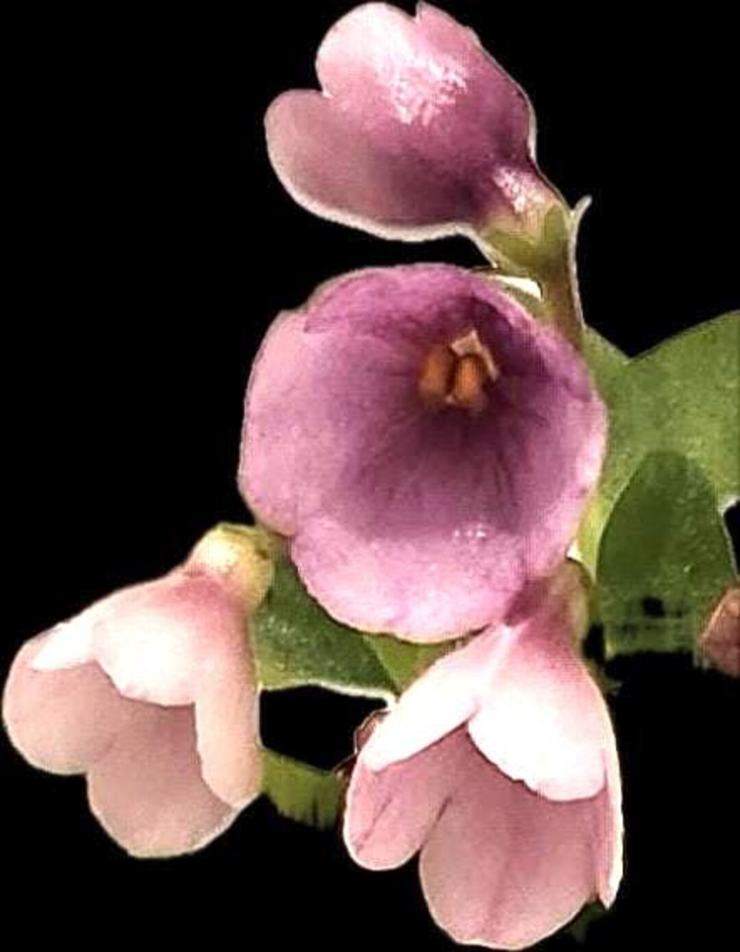 Micro Mini African Violet Sk-vernisazh (vernissage, Meaning