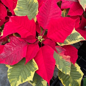 Variegated Poinsettia (Poinsettia ‘Tapestry Red’, 4.5” pot, ships potted)