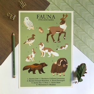 Arctic Fauna Natural History Print