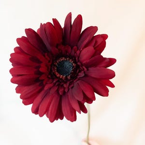 May include: A large, deep red gerbera daisy with a dark center and a long green stem. The flower is held against a plain white background, showcasing its vibrant color and detailed petal structure. The daisy's petals are fully open.