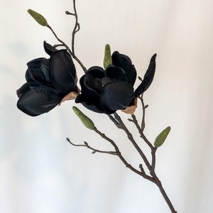 May include: A black magnolia flower stem with two large, open blooms and several green buds. The flowers have a velvety texture and are set against a neutral background. The stem is a dark brown color.