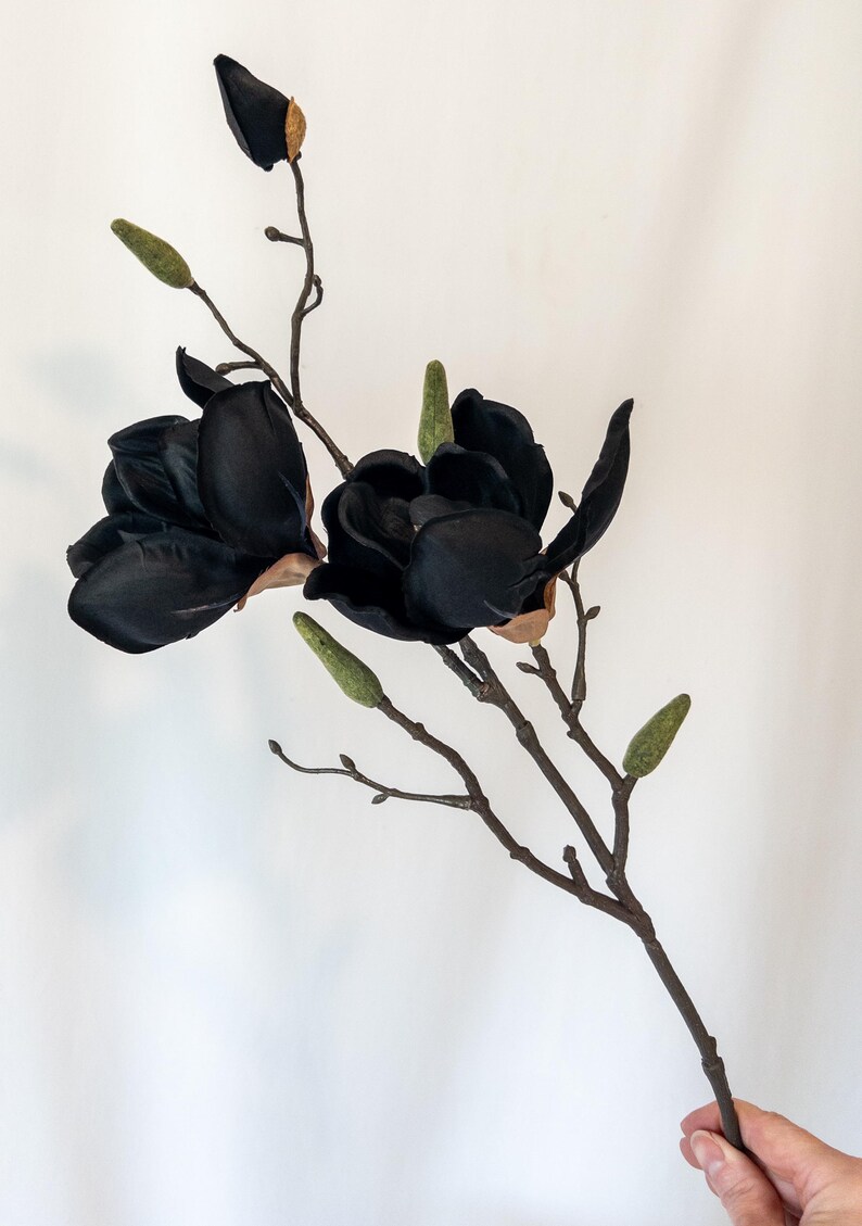May include: A black magnolia flower stem with two large, open blooms and several green buds. The flowers have a velvety texture and are set against a neutral background. The stem is a dark brown color.
