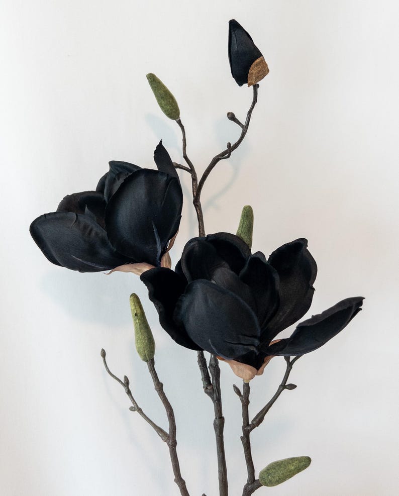 May include: Artificial black magnolia flowers with green buds and brown stems. The large, open blooms have a velvety texture, and the buds are a soft green. The stems are a natural brown color, creating a striking contrast against the white background.