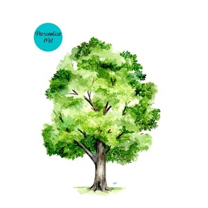 May include: Watercolor painting of a green tree with a thick trunk and a full canopy of leaves. The tree is isolated on a white background.