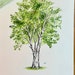 Minnesota State Tree, Norway Pine/red Pine, Custom Gift, Fine Art Print ...