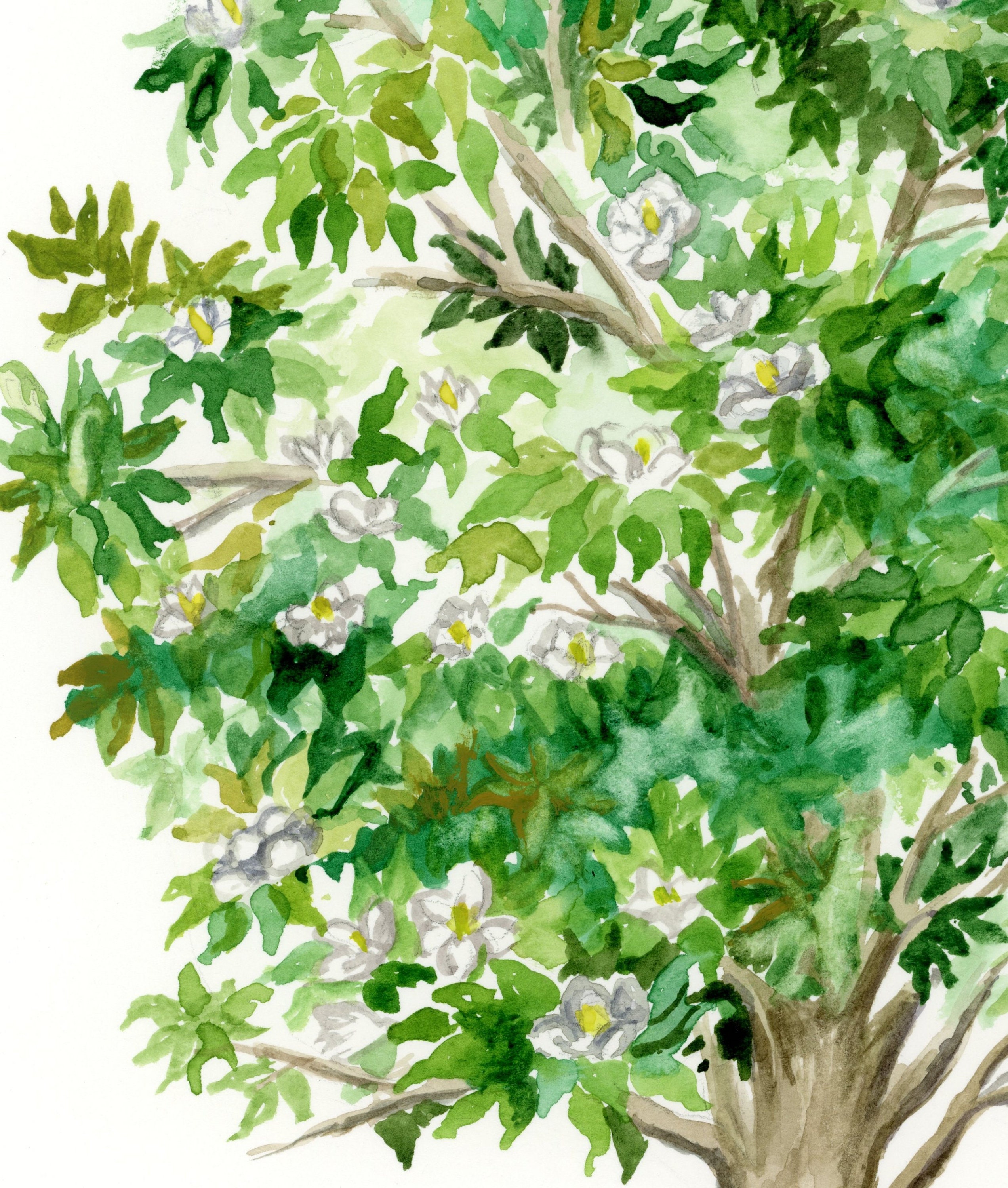 State Tree of Mississippi Southern Magnolia Original - Etsy