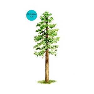 Montana State tree/ Ponderosa Pine /custom gift/ fine art print/ great gift-anniversary, wedding, housewarming/ personalizable
