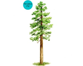Montana State tree/ Ponderosa Pine /custom gift/ fine art print/ great gift-anniversary, wedding, housewarming/ personalizable